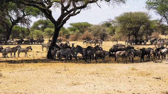 Serengeti Experience
